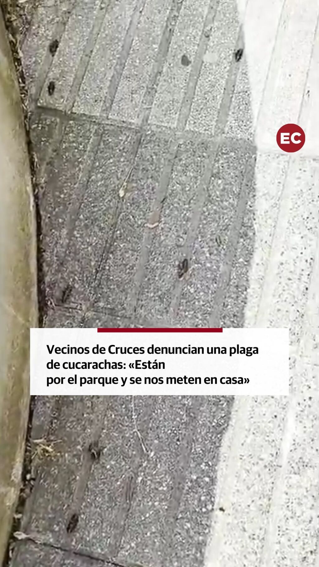 &laquo;Vivimos rodeados de cucarachas, est&aacute;n por el parque y se nos meten en casa&raquo;