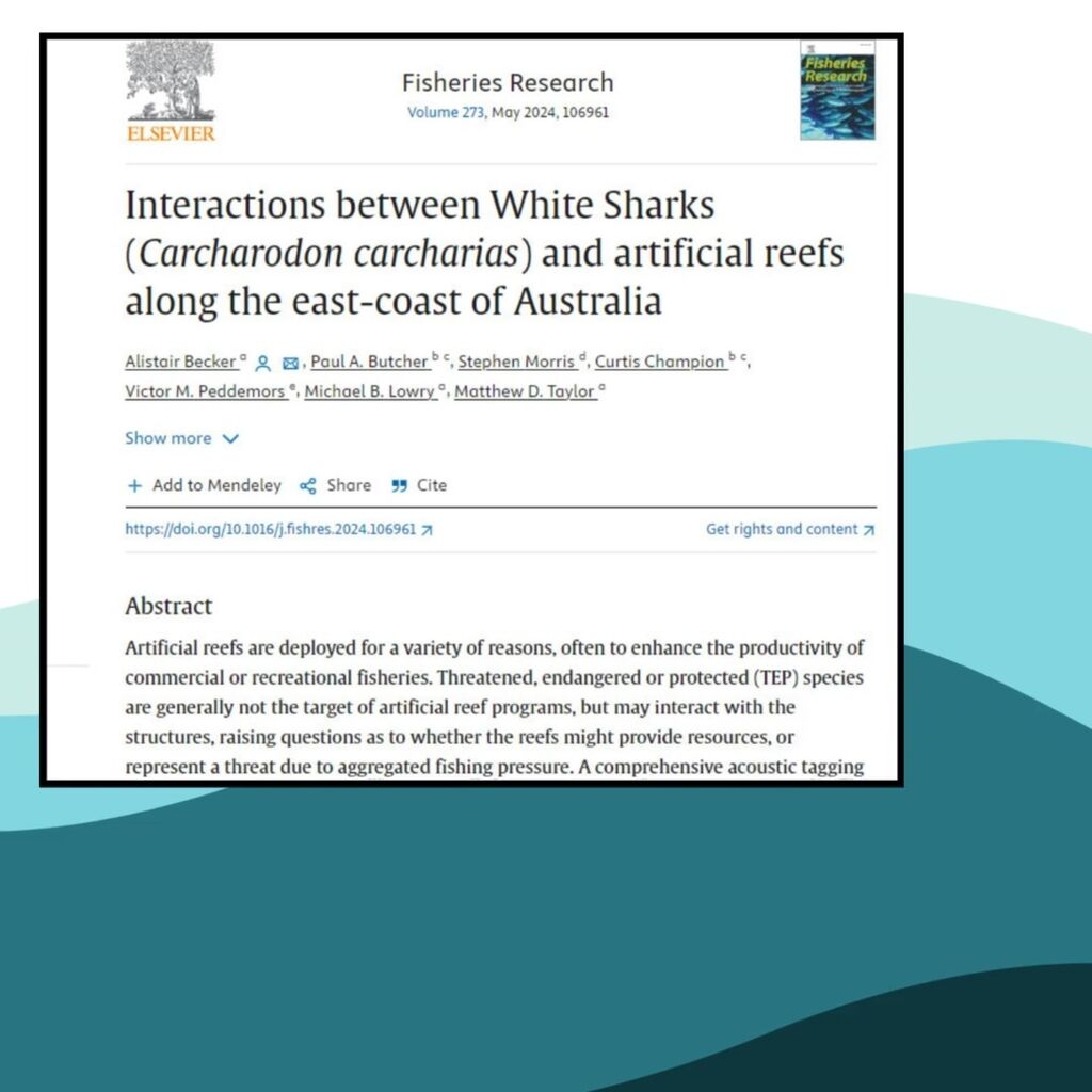Interactions Between White Sharks and Artificial Reefs