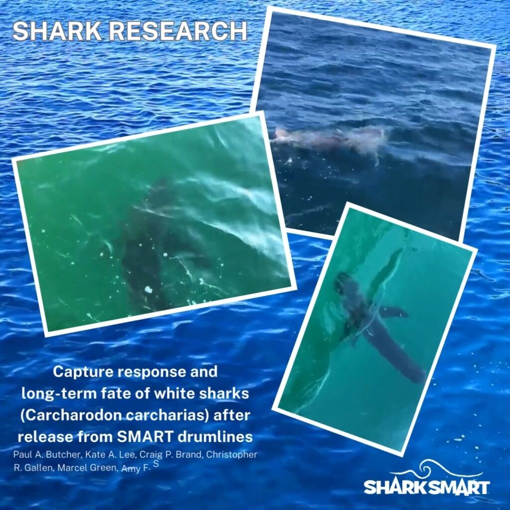 Capture Response and long-term fate of white sharks after release from SMART drumlines