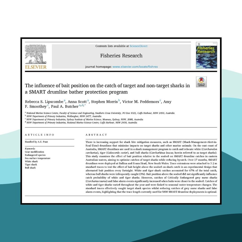 Influence of bait position on catch of target and non-target sharks