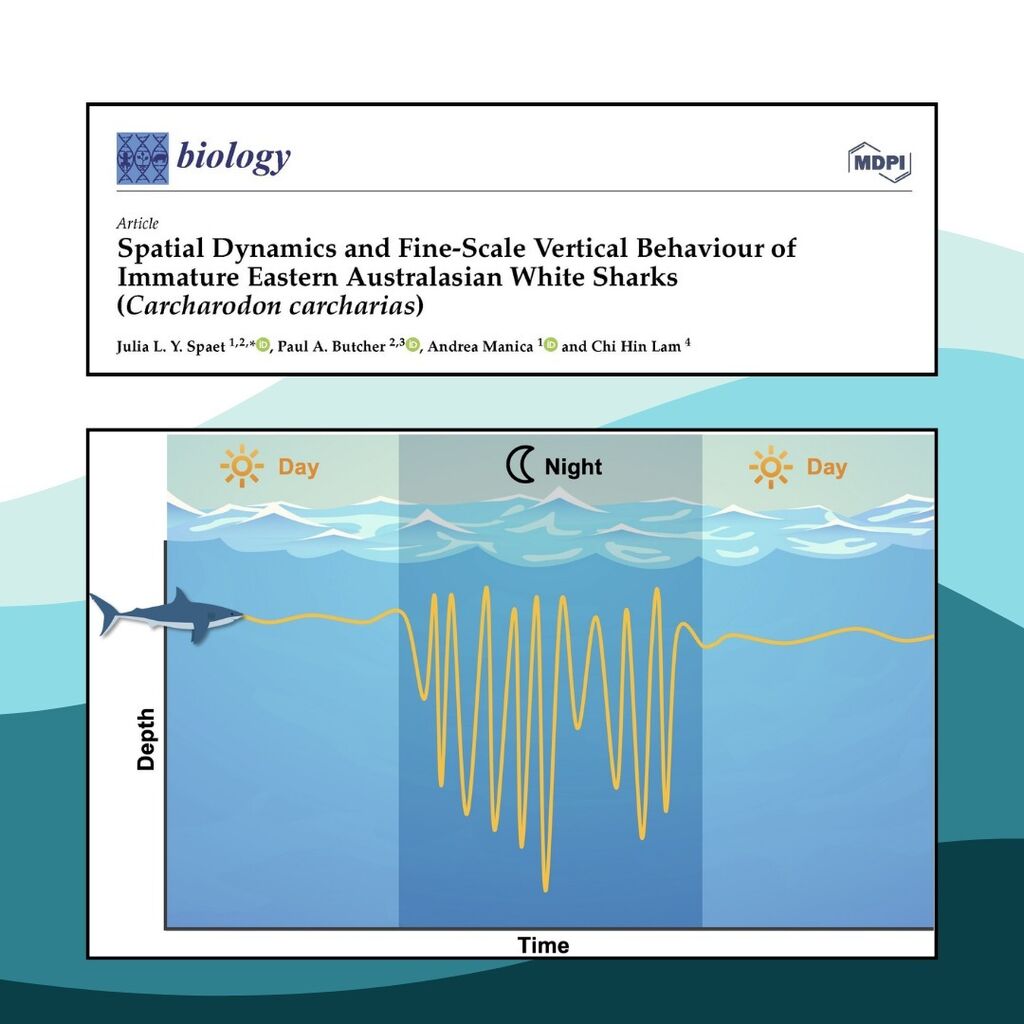 Spatial Dynamics and Fine-Scale Vertical Behaviour of Immature Eastern Australasian White Sharks 