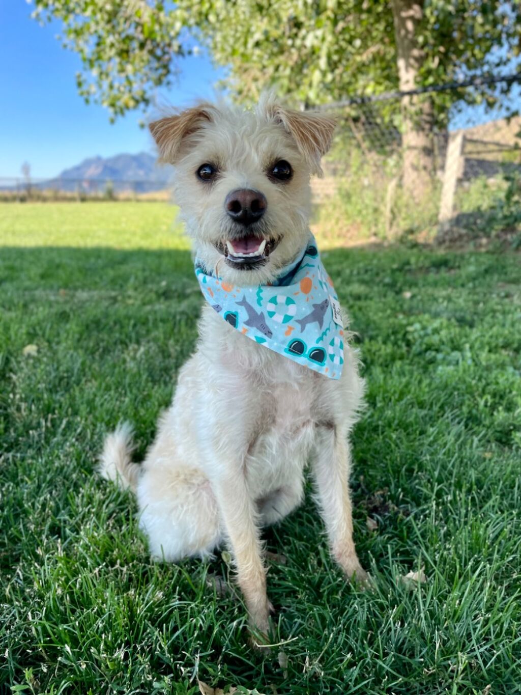💕Douglas10💕 for 10% off Rustic&Ruff bandanas 🤩 