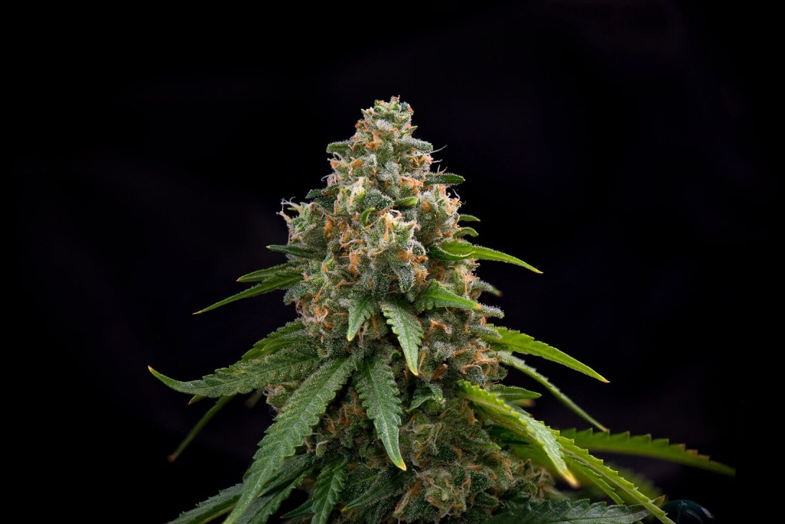 Feminized Cannabis Seeds For Sale