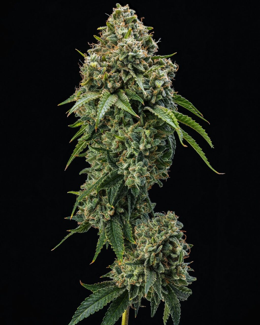 Autoflower Cannabis Seeds For Sale
