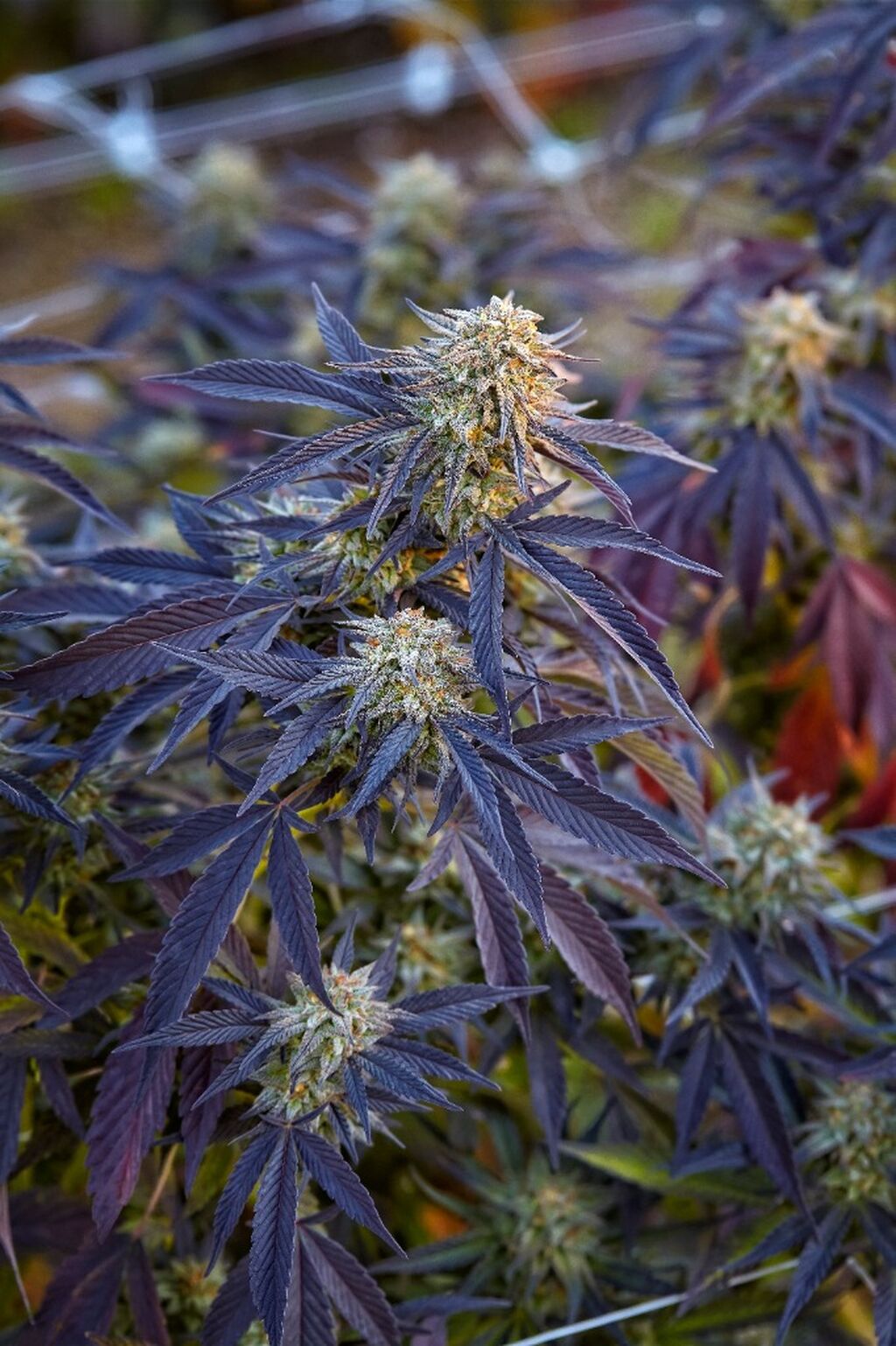 Regular Marijuana Seeds For Sale