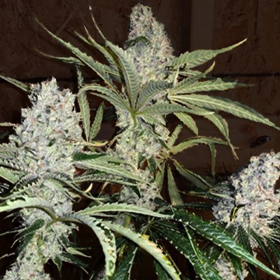 Fat Bastard Cannabis Seeds