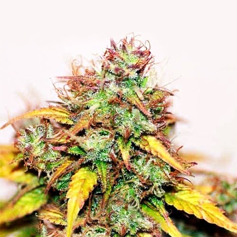 F1 Cannabis Seeds For Sale