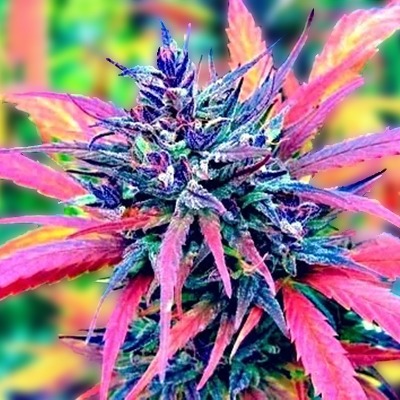 Automatic Rainbow Kush Cannabis Seeds