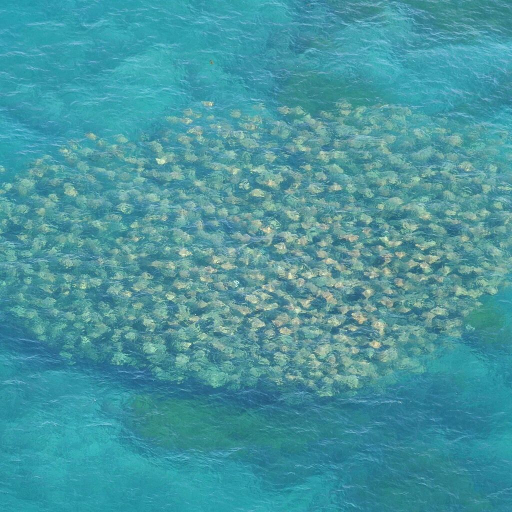 Trends and drivers of Australian cownose ray