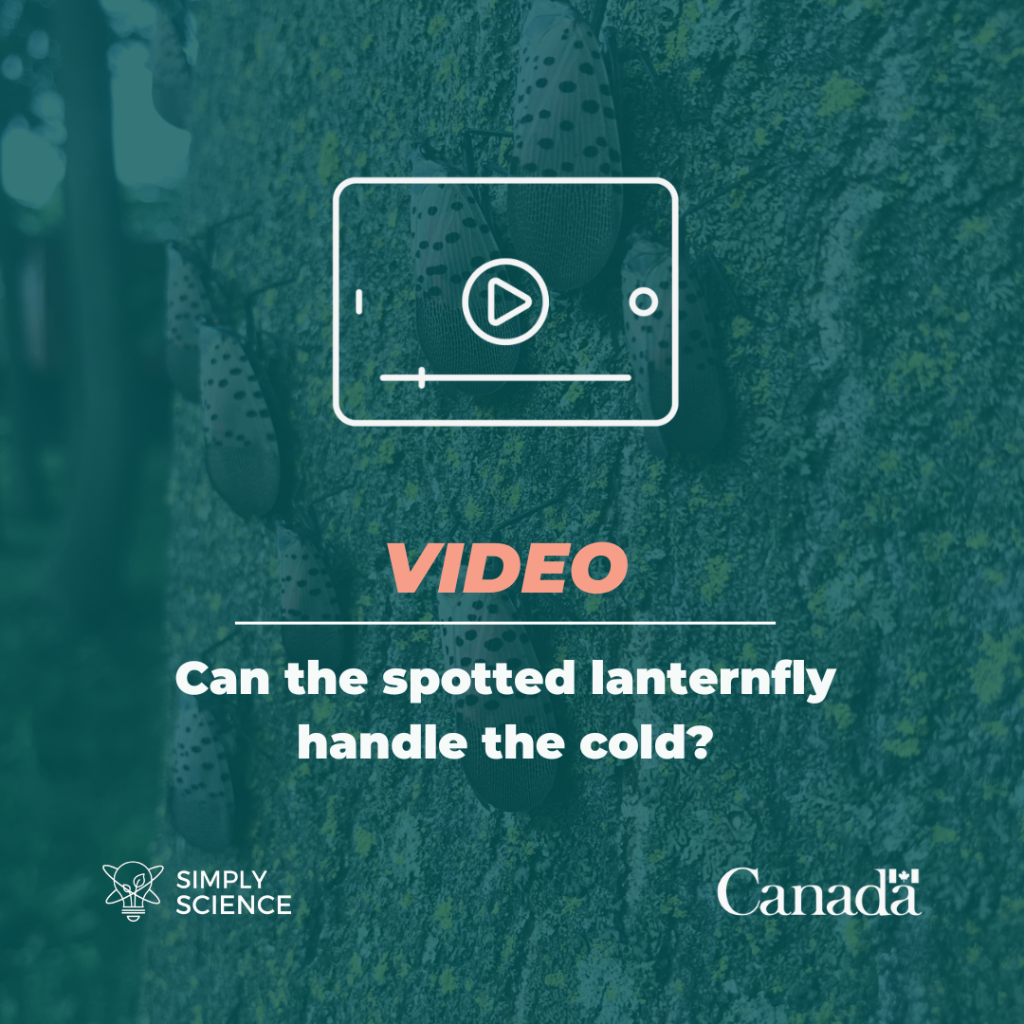 Can the spotted lanternfly handle the cold? (Byte-Sized Science)