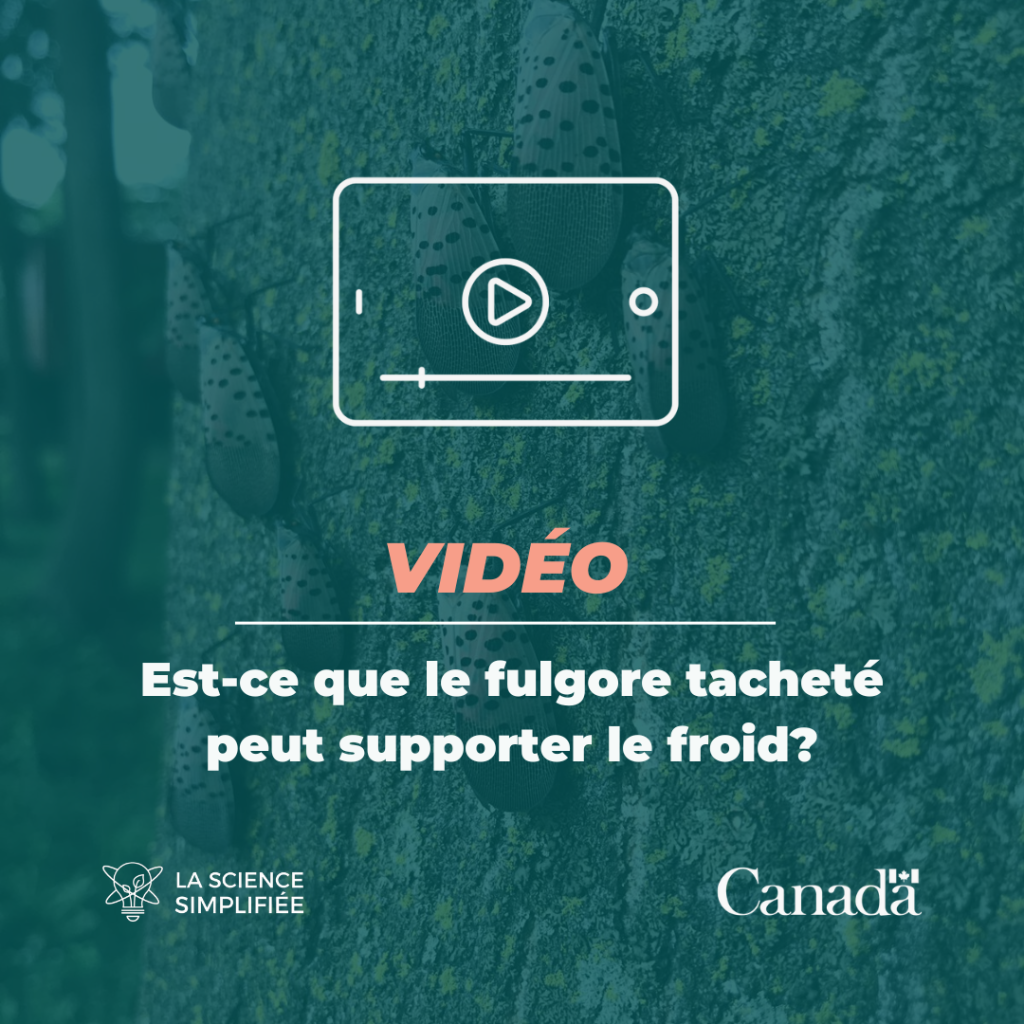 Est-ce que le fulgore tachet&eacute; peut supporter le froid? (Petites tranches de science)
