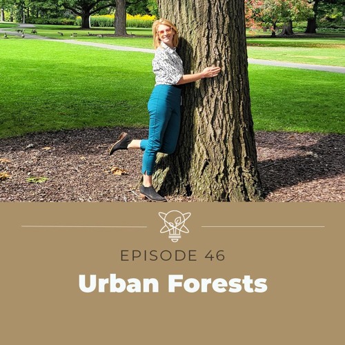What&rsquo;s an urban forest?