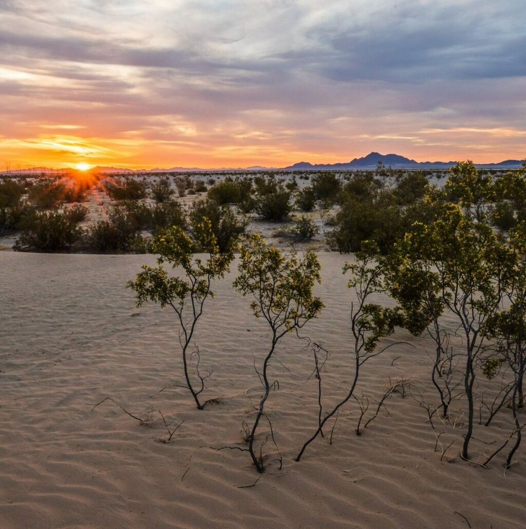 Chuckwalla National Monument 