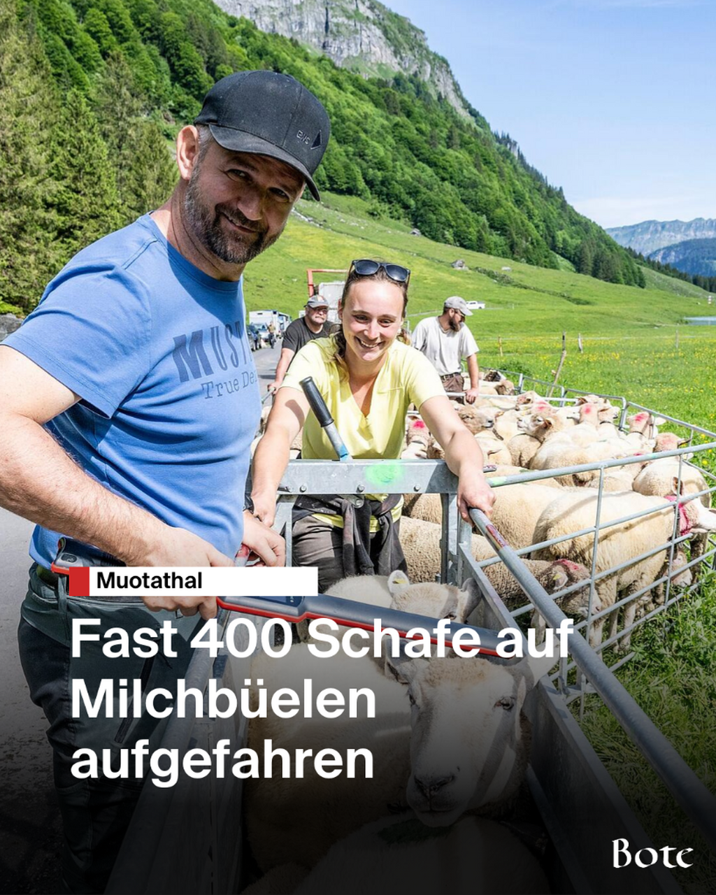 Schafe Auffahrt