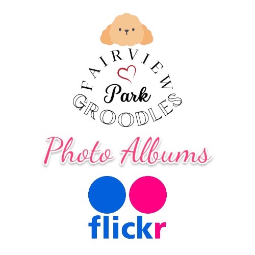 Flickr Photo Album