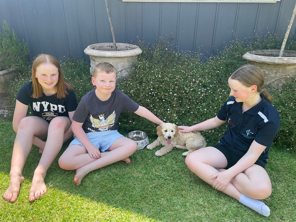 Understanding the Critical Socialisation Period for Puppies