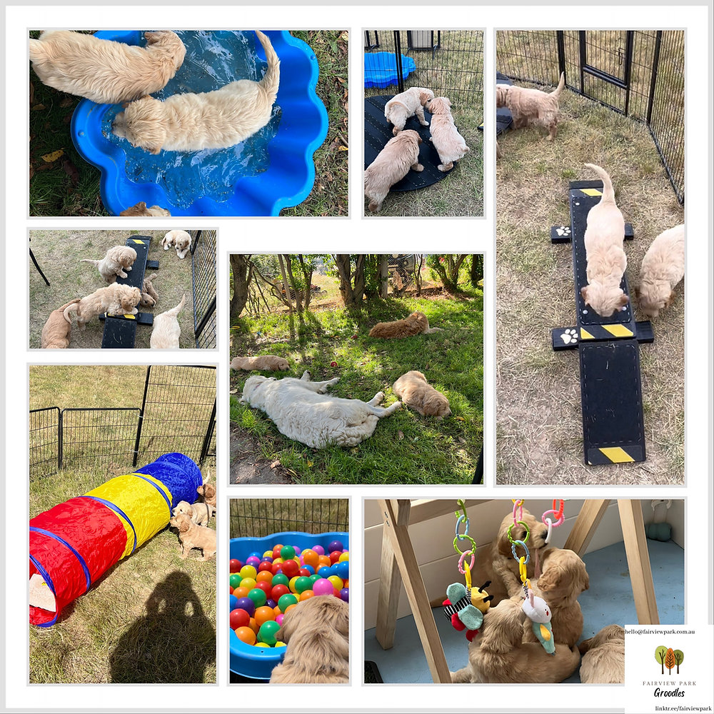 Understanding Puppy Curriculum: The Badass Breeder Program