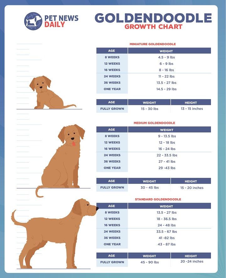 Decoding Groodle Sizes: From Mini to Standard
