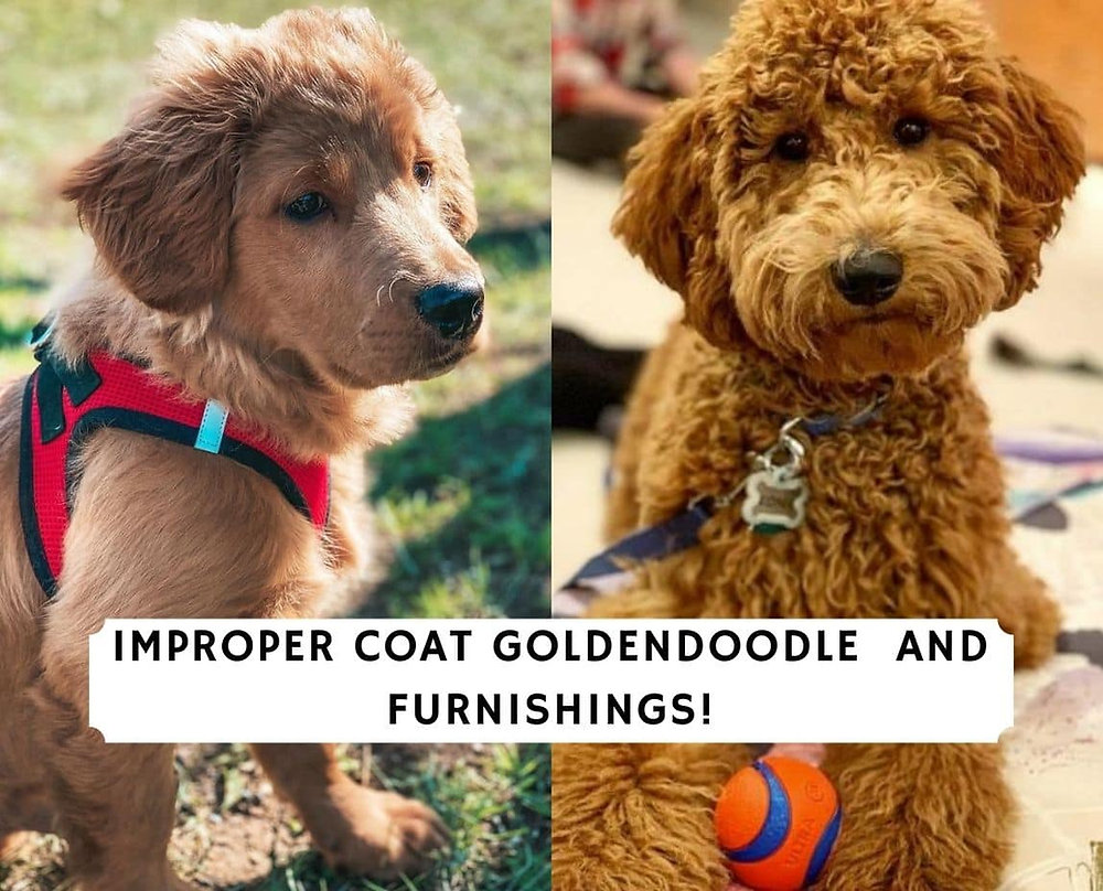 Groodle Furnishings: Exploring the Unique Coat Trait of Oodle Breeds