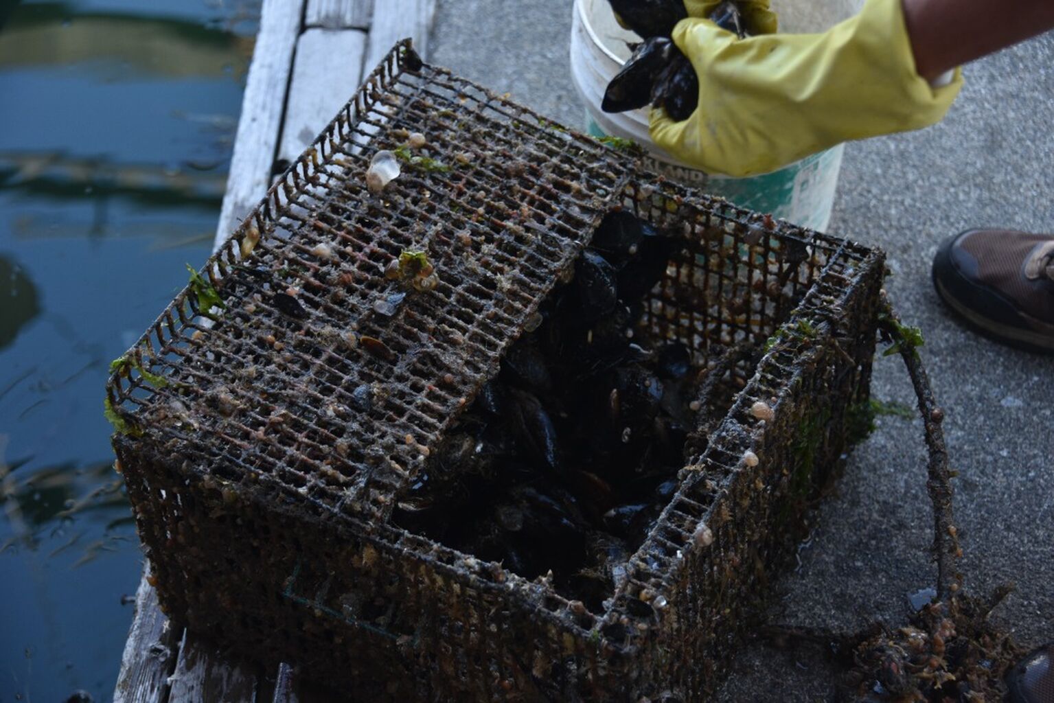 How I learned to harvest shellfish (starting with checking the shellfish safety map!) 