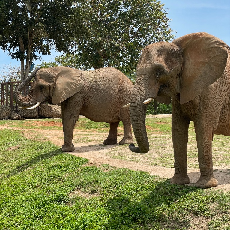 Elephant Plasma Banking