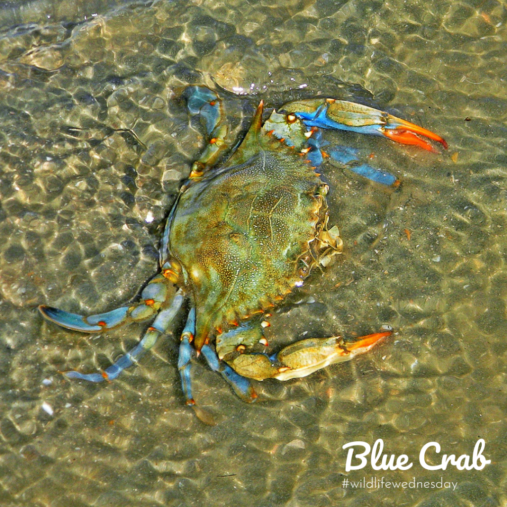 Blue Crab