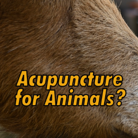 Acupuncture for Animals