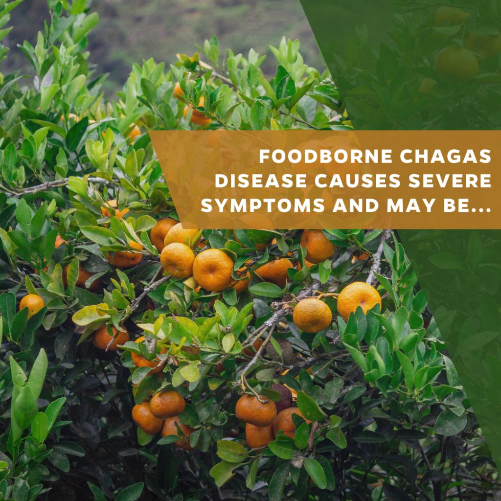 Foodborne Chagas disease causes severe symptoms and may be more common than we think
