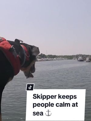 &lsquo;People tend to just relax&rsquo;: 4-legged Skipper comforts boaters who need help