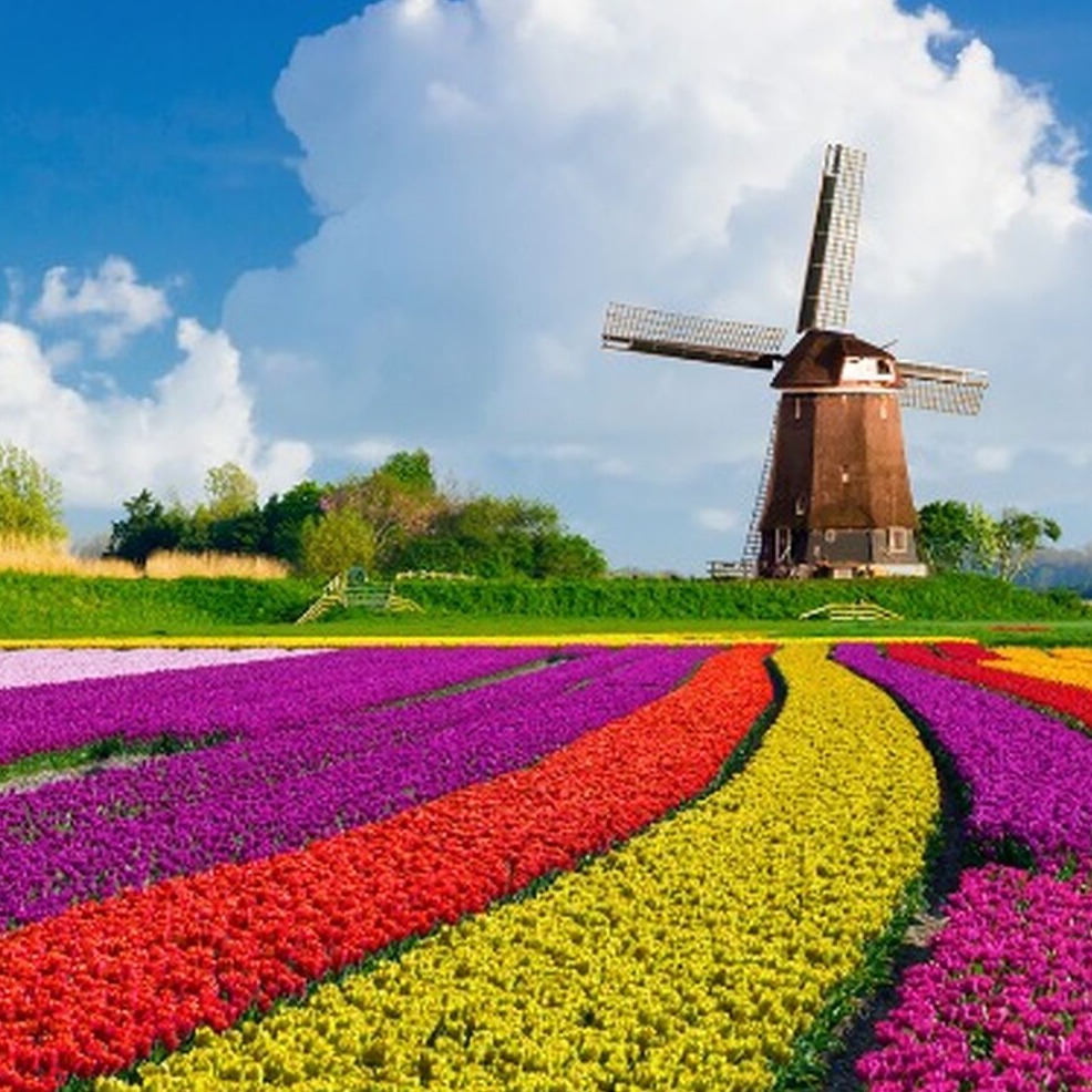 Amsterdam Tulip Festival