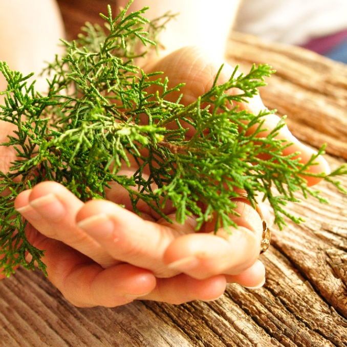 Online Juniper Magic Class