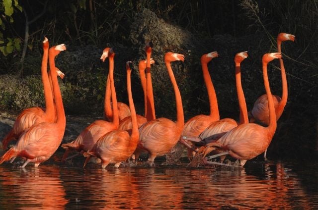 Animal Live cams