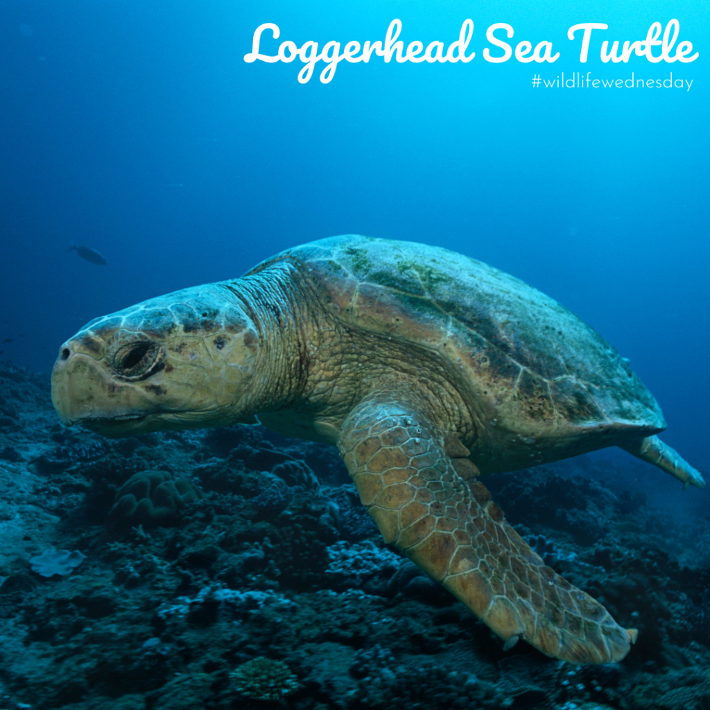 Loggerhead