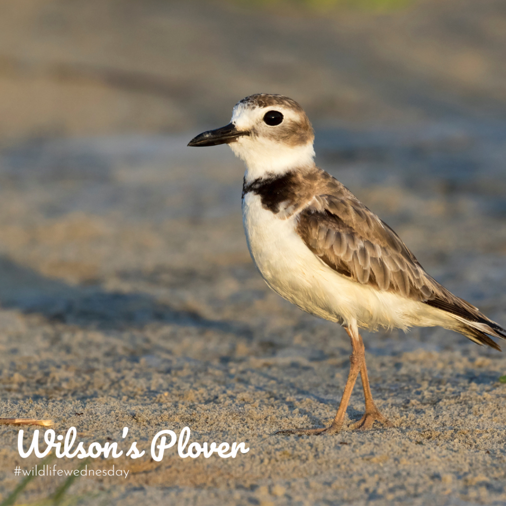 Shorebird alliance