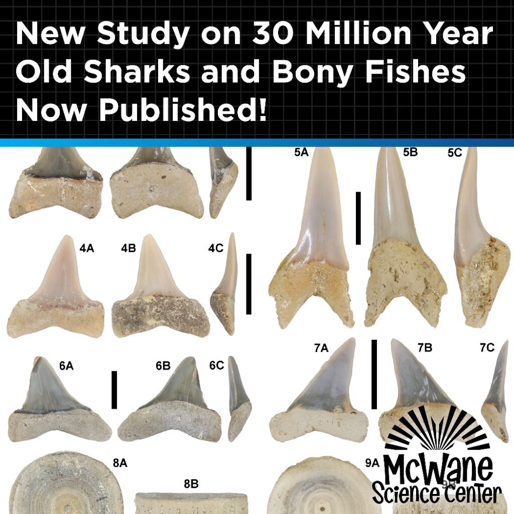 New Study on AL Sharks from McWane's Director of Collections!