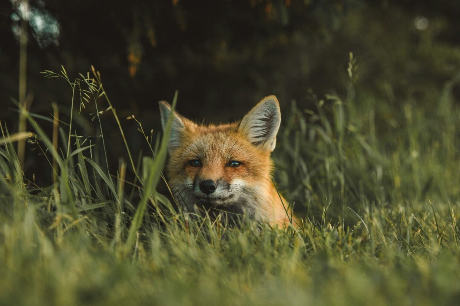 A home for mammals on farmland