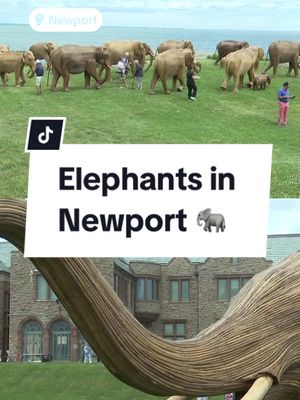Newport welcomes display of 100 life-sized elephant statues