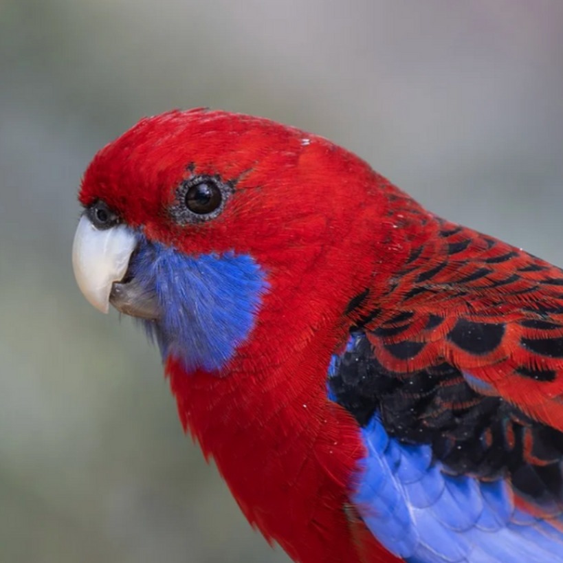 PROTECT NATIVE BIRDS FROM THE 'PET' TRADE INDUSTRY