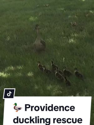 Ducklings rescued from Providence storm drain