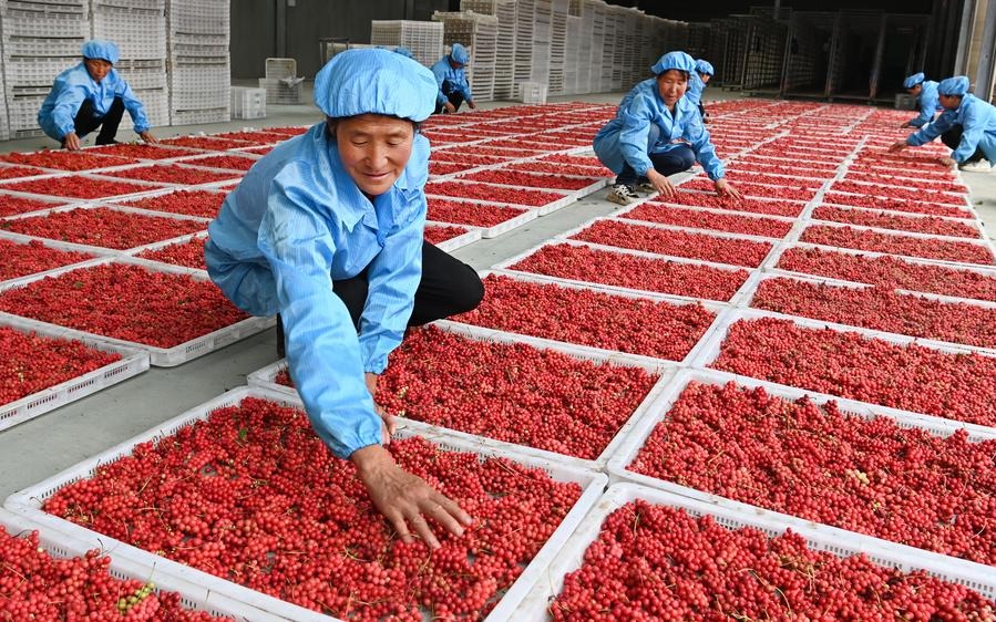 O entusiasmo dos jovens chineses pela sa&uacute;de refor&ccedil;a a Fitoterapia Chinesa j&aacute; consagrada pelo tempo