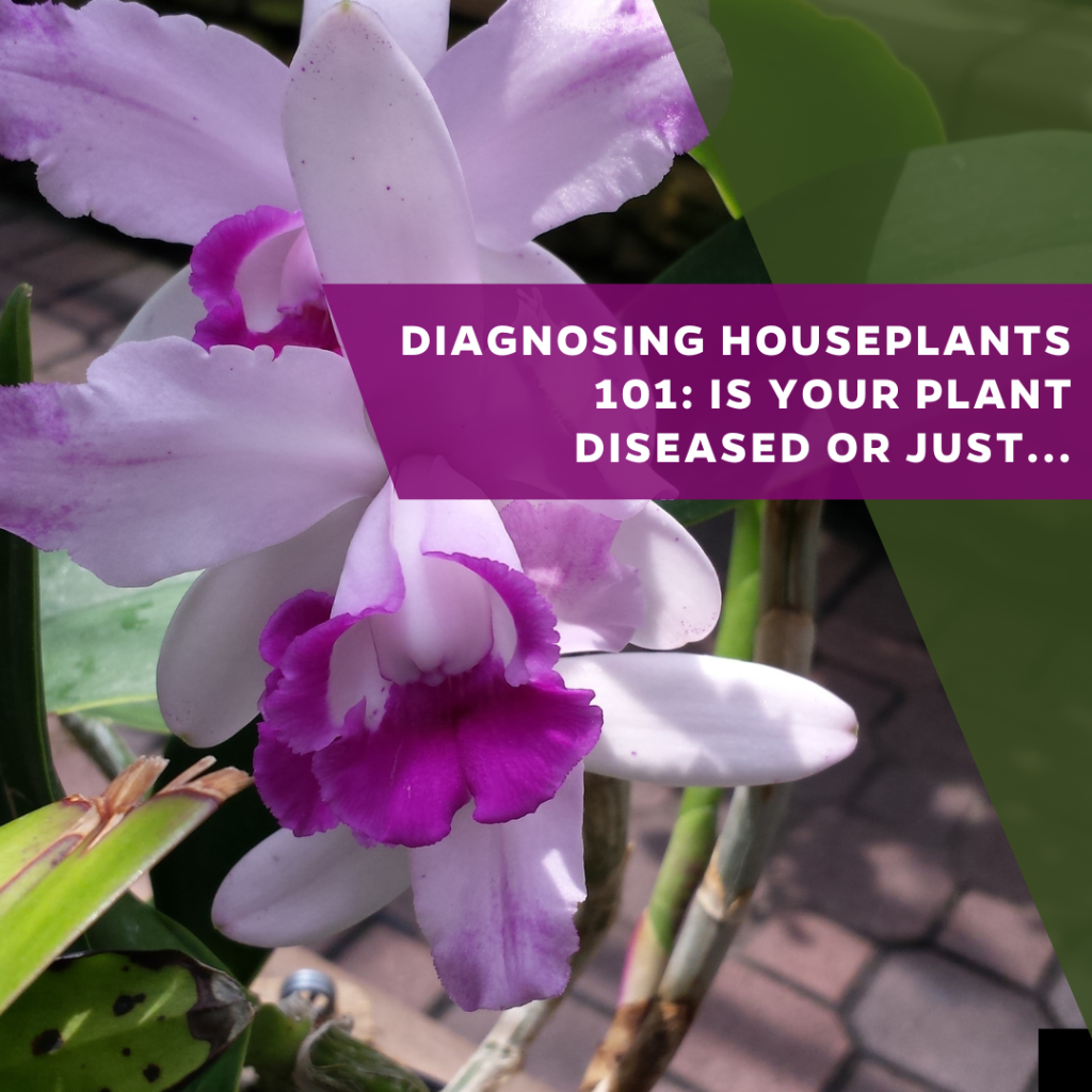 Diagnosing houseplants 101: Is your plant diseased or just overwatered? &raquo;  Emerging Pathogens Institute &raquo; University of Florida