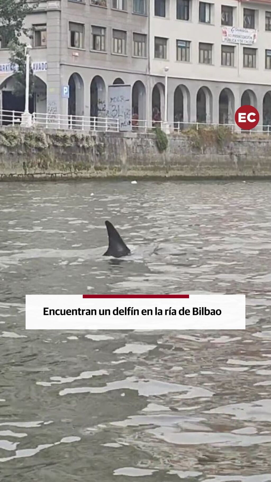 Encuentran un delf&iacute;n en la r&iacute;a