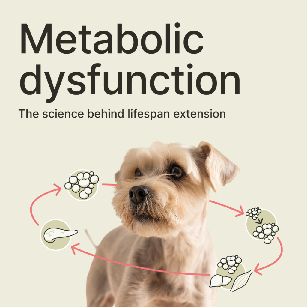 Metabolic dysfunction
