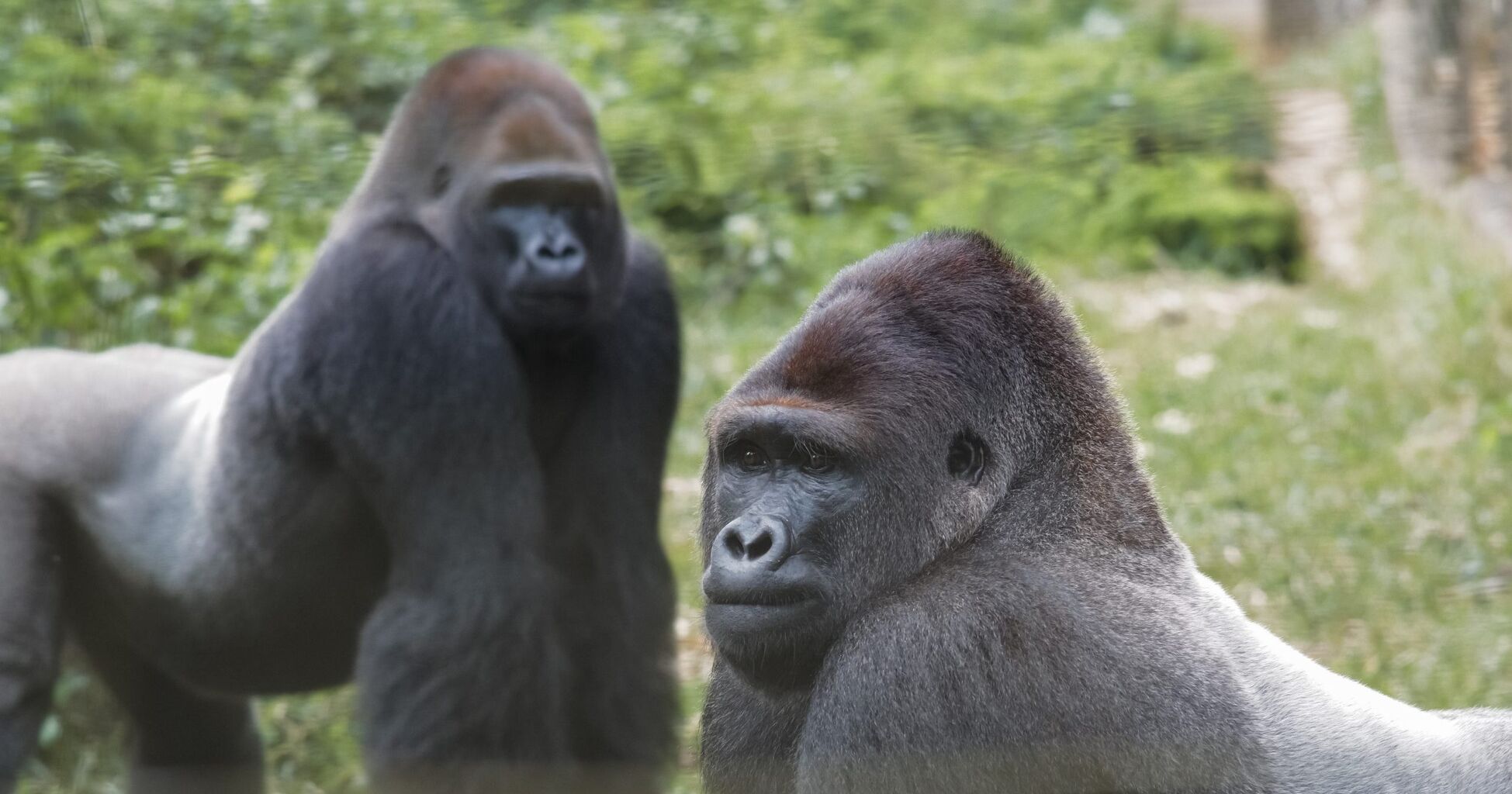 Saving gorillas with Ape Action Africa