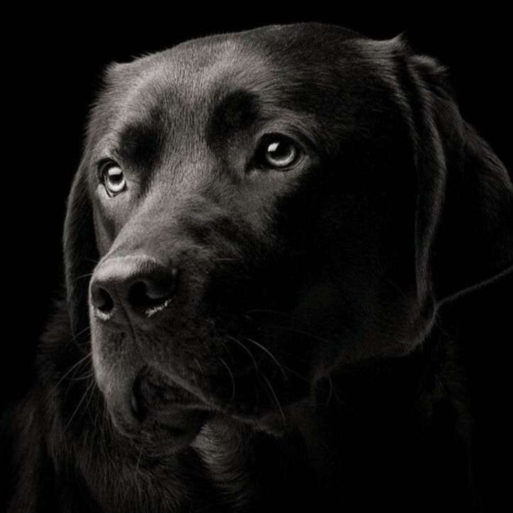 WORKSHOP | Mastering Dog Photography | 07.09.26