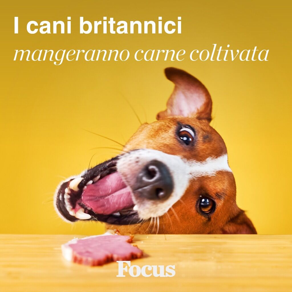  cani britannici saranno i primi in Europa a mangiare carne coltivata