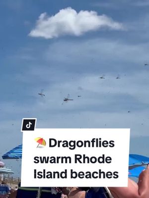 Why were there swarms of dragonflies in Rhode Island?