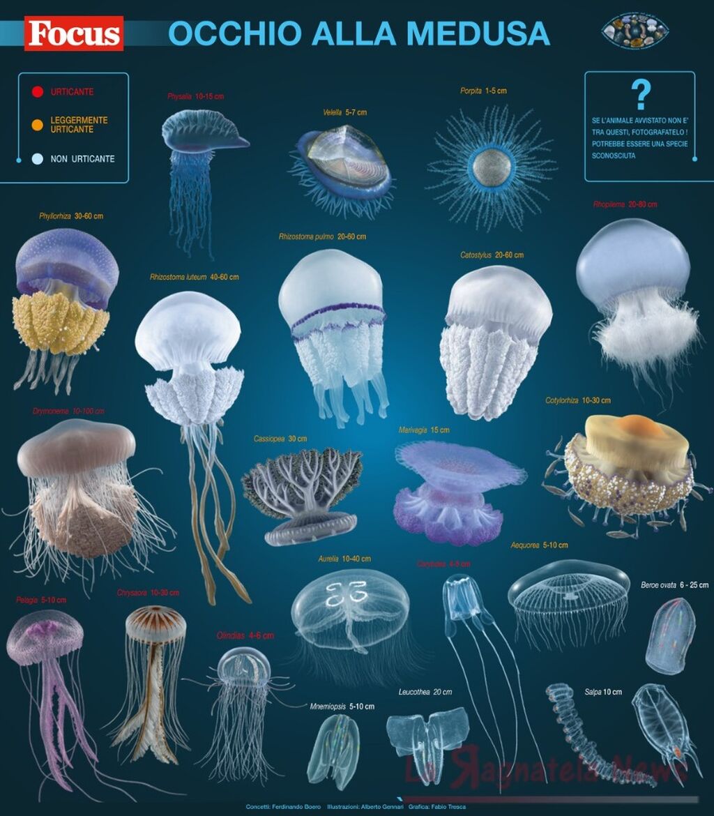 Il poster delle meduse