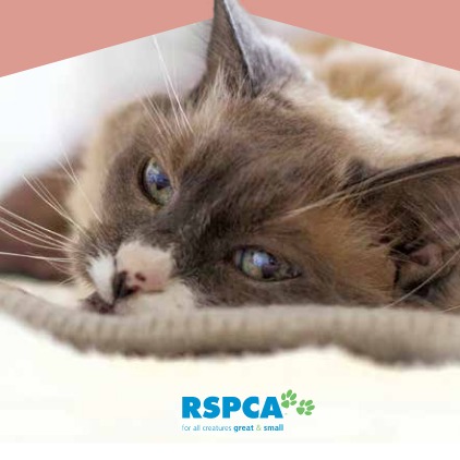 Safe and Happy Cats
