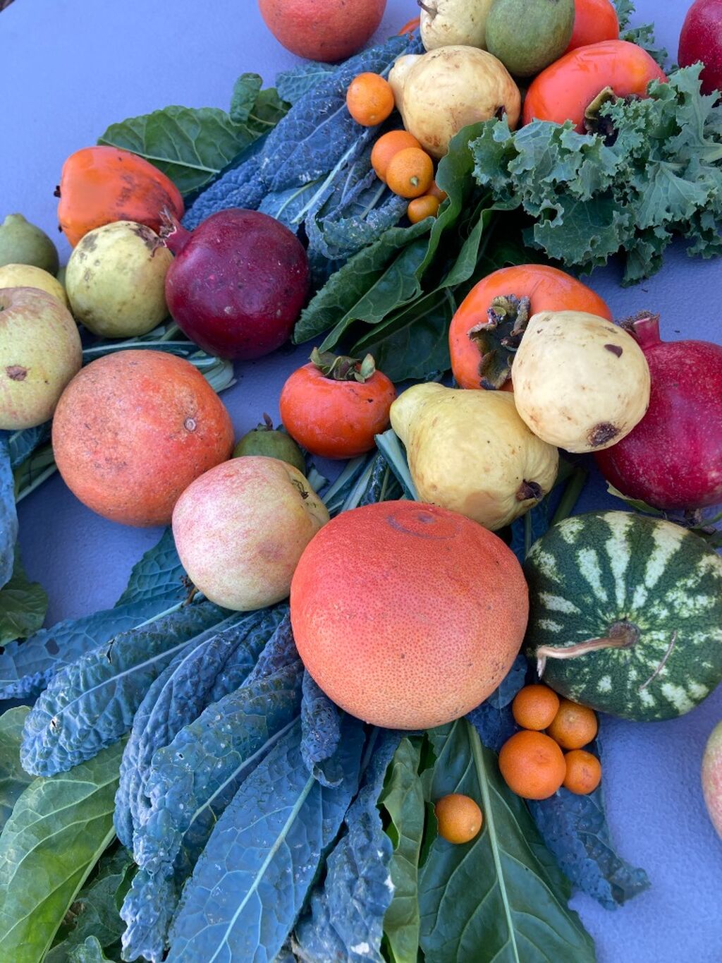 DONATE TO RELAUNCH FRUIT HARVESTING PROGRAM